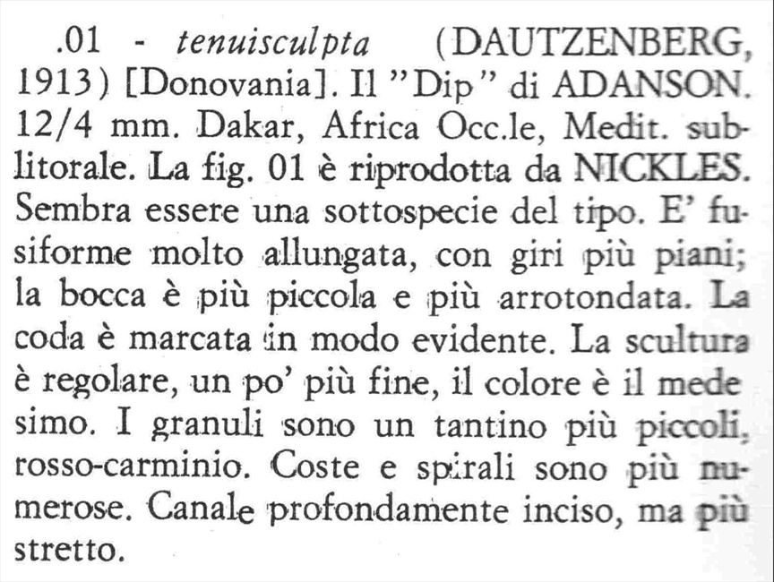 Famiglia Buccinidae: il genere Chauvetia